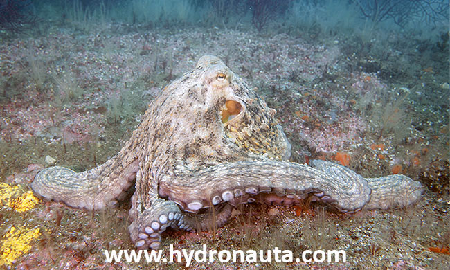 Octopus vulgaris